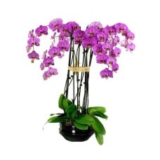 Orchids Oasis (6)