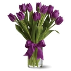 10 Violet Tulips