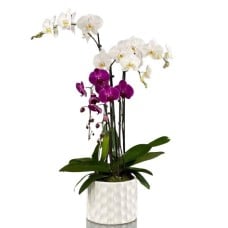 White & Violet Phalaenopsis Orchids Beauty (4)