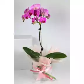 Phalaenopsis Orchid Plant