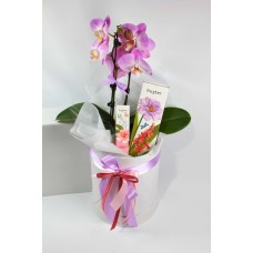 Orchid Bliss Gift Box