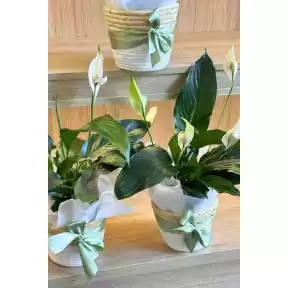 Peace Lily Plant