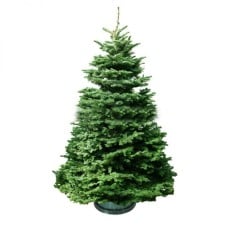 Christmas Tree - Usa Noble Fir (6 - 7 Ft) With Tree Stand