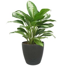 Aglaonema 'Pattaya Beauty' In Tb-3102A Pot (Ø28Cmxh26Cm)