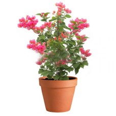 Bougainvillea In Pot