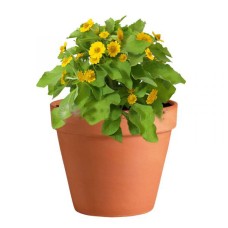 Hibiscus In Pot