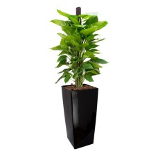 Money Plant W/Moss Pole In Gq4 Pot (L28Cmxw28Cmxh55Cm)