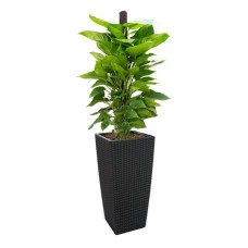 Money Plant W/Moss Pole In Tb-04 Pot (L28Cmxw28Cmxh55Cm)