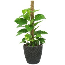 Money Plant W/Coco Pole In Tb-3102A Pot (Ø28Cmxh26Cm)