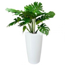 MONSTERA DELICIOSA IN POT