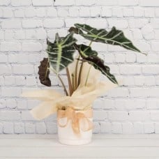 Alocasia Polly
