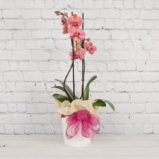Coloured Phalaenopsis Orchid (Auckland Only)