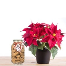 Poinsettia with Cookies a XMAS Gift
