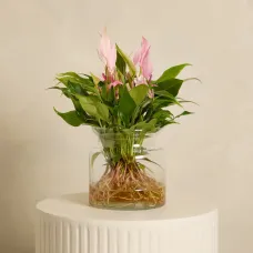 Anthurium 'Lilli' with Vase