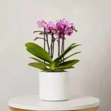 Orchid Boquetto 'Delight' with Pot