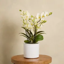 Orchid Boquetto 'Sensation' with Pot