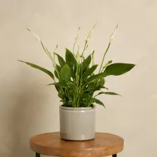 Peace Lily with Pot