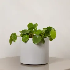 Chinese Money Plant with Pot