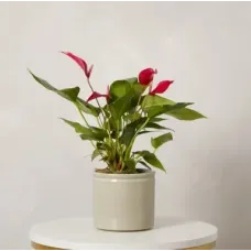 Red Flamingo Flower Plant with Pot
