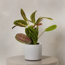 Maranta with Pot
