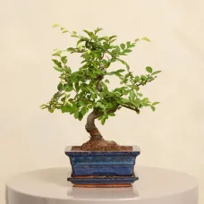 Bonsai Tree