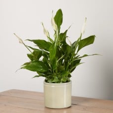 Peace Lily with Pot