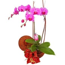 Orchid Bloom - Phalaenopsis Orchid pot