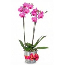 Pink Orchidee - Phalaenopsis Orchid pot