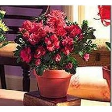 Big Flower Plant