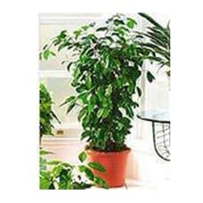 Medium Ficus
