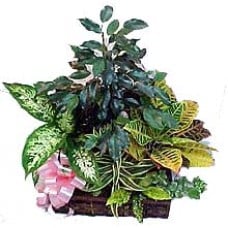 Medium Plants Set