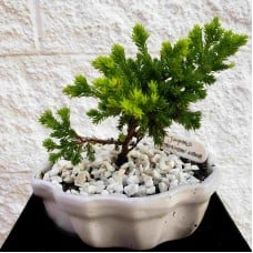 Bonsai 2 years