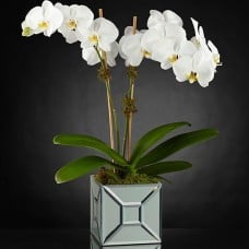 Elegant Luxury Orchid