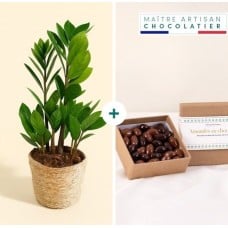 Zamioculcas and its chocolate-covered almonds