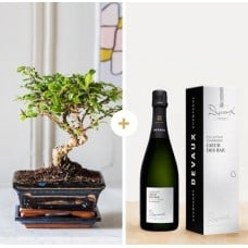 Bonsai And Its Champagne