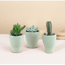 Trio Of Mini Cacti And Succulents
