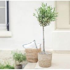 Olive tree stem and its pot (Without a Flowerpot Cover)