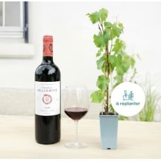 Vineyard & Its Chateau Teyssier 2014