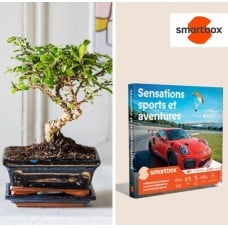 Bonsai and Adventures Duo