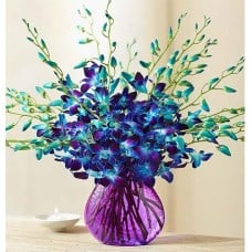 Blue Sonia Orchids