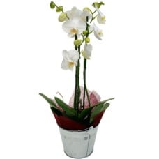 White Phalaenopsis Plants To Romania