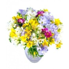 Multicolor Freesias - Florist In Romania (Standard)