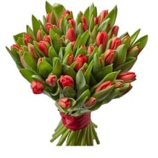 51 Red Tulips (Regular)