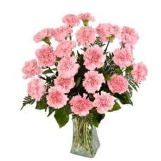 23 Pink Carnations