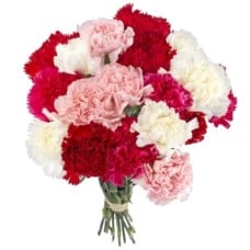 19 Mixed Carnations