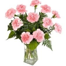 11 Pink Carnations
