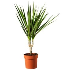 Dracena Plant