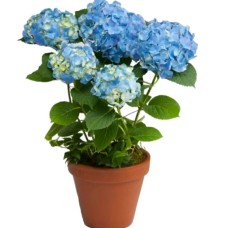 Hortensia Plant