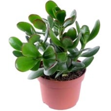 Crassula Plant