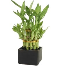 Bamboo Plant